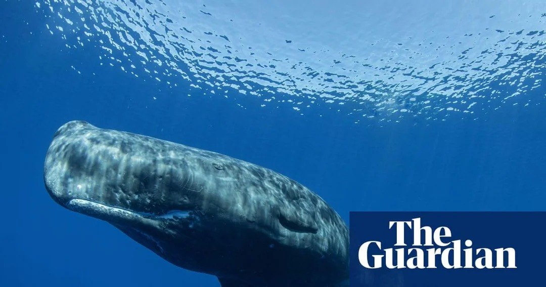 Comunicación de ballenas jorobadas se asemeja mucho al lenguaje humano, revela estudio