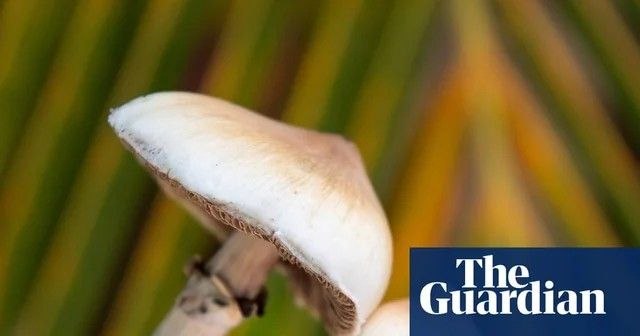 Una dosis única de psilocibina provoca cambios anatómicos cerebrales, según un estudio