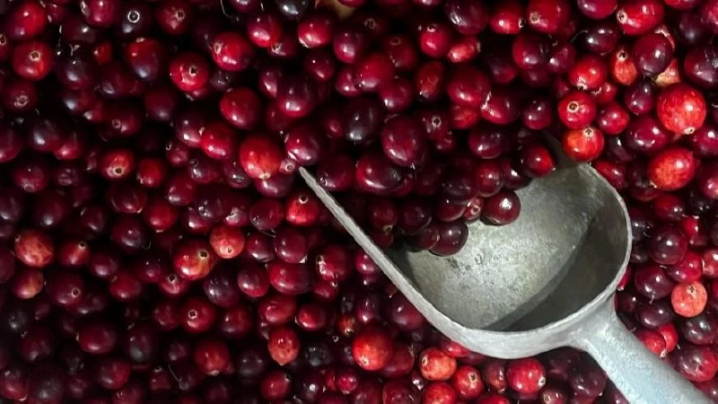 El zumo de arándano rojo puede potenciar los antibióticos contra las infecciones urinarias
