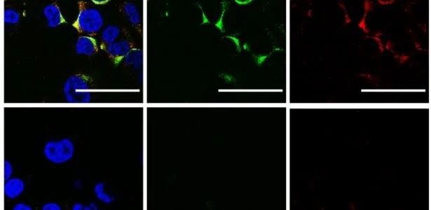 Científicos destruyen virus de la gripe A y COVID-19 con ultrasonido sin dañar células humanas