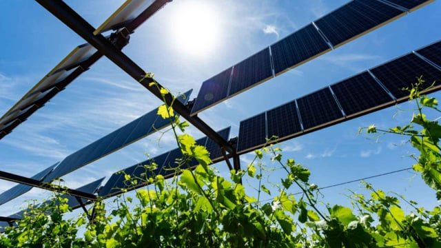 Un viticultor francés cultiva vides de coñac bajo 6.000 paneles solares que se tumban para protegerlas del granizo, pero pierde la indicación geográfica