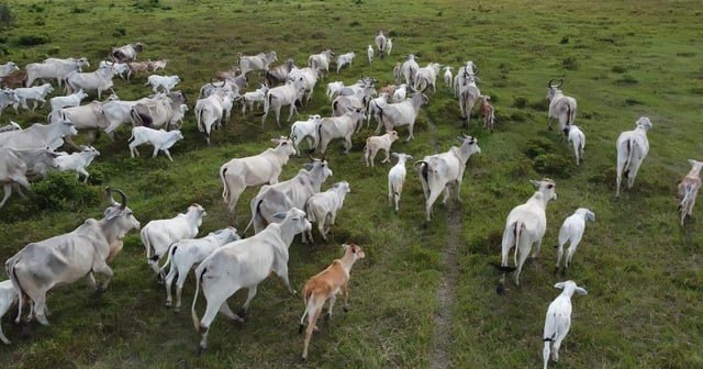 La carne de res y los lácteos causan el 41% del daño a la biodiversidad vinculado a las tierras agrícolas globales