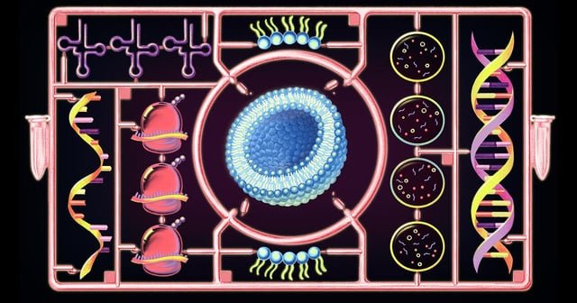 Por primera vez, una célula construida desde cero crece y se divide