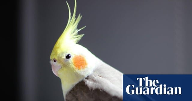 La masturbación en aves es ‘natural’ y no debe ser castigada, revela un estudio