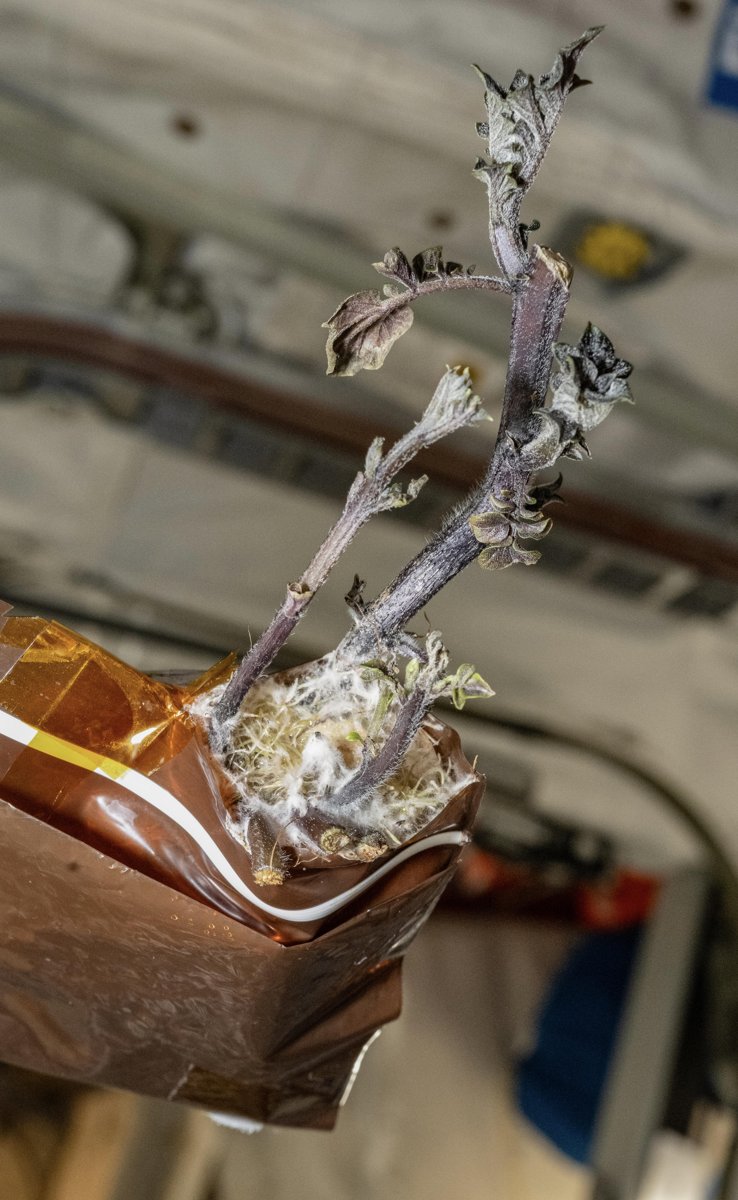 Una patata espacial extiende sus raíces en microgravedad