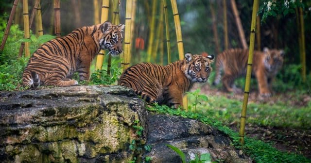 El Zoológico de Nashville intenta bloquear centro de datos vecino por la seguridad de los animales