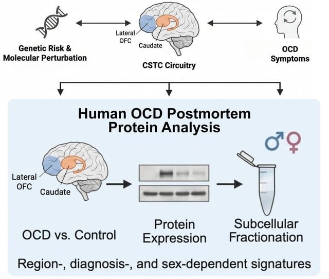El TOC afecta a unos 200 millones de personas y un tercio no responde al tratamiento. El primer estudio de proteínas del TOC en tejido cerebral humano podría explicar finalmente por qué.