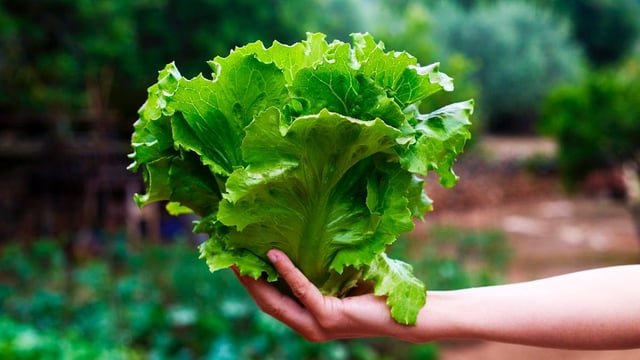 Por primera vez, científicos diseñan genéticamente lechuga y tabaco para producir mioglobina animal, con rendimientos que igualan o superan a la ganadería