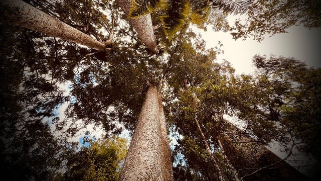 El futuro se roba una pequeña decisión a la vez: fragilidad, cortoplacismo y qué significa ser un buen ancestro