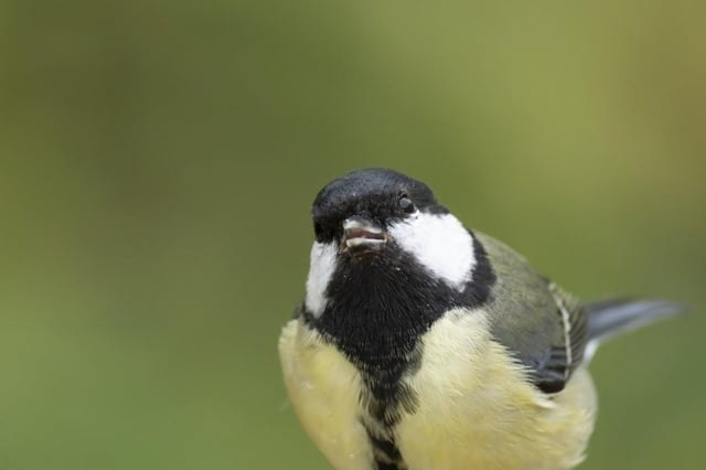 Las aves urbanas temen más a las mujeres que a los hombres y la ciencia no sabe por qué