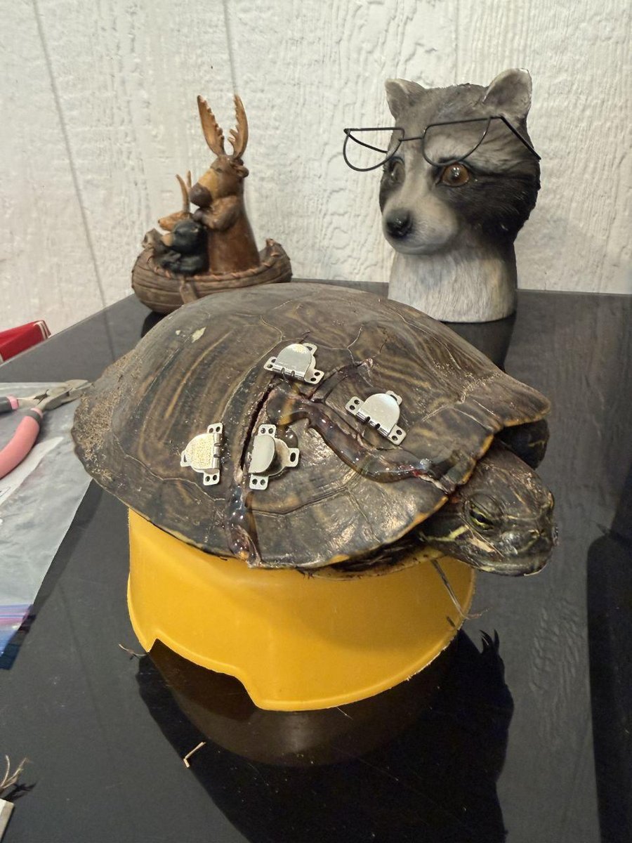 ChatGPT salvó la vida de una tortuga herida en la carretera