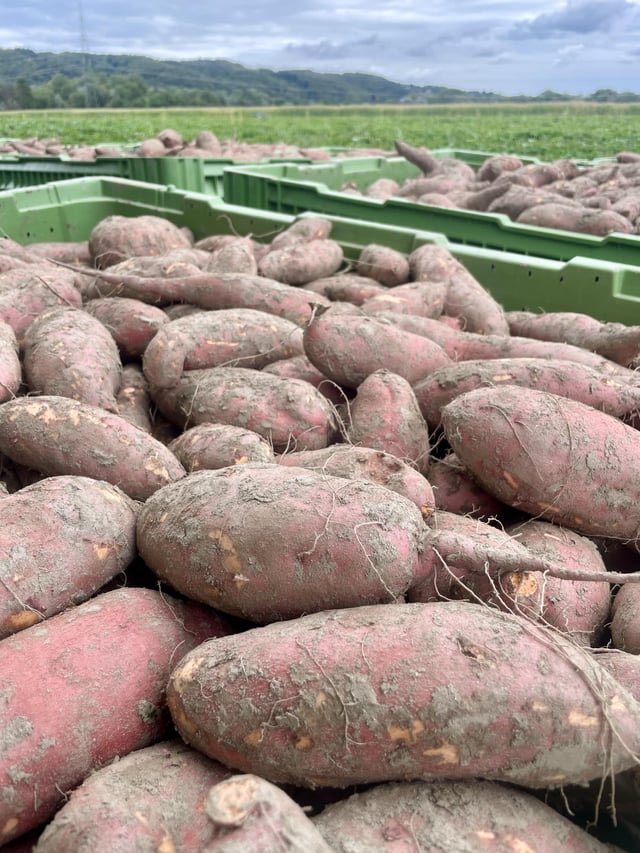 Un usuario cultiva batatas con la ayuda de Claude y sensores de inteligencia artificial